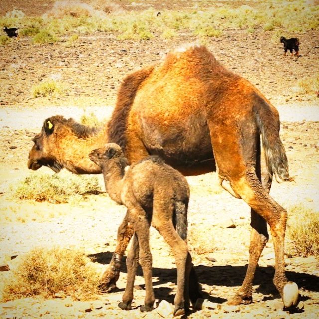 camels large and small